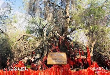 瑪納斯神榆台-古榆照片