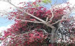 墨西哥科蘇梅爾島旅遊攻略之老樹