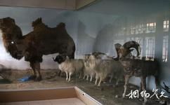 阿拉善盟阿拉善王府旅遊攻略之駱駝岩羊鹿標本