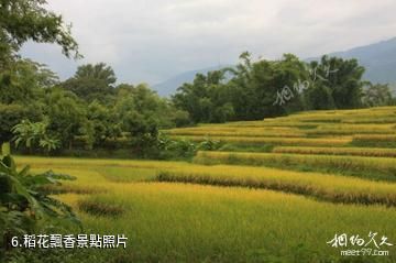 雲南哀牢山國家級自然保護區-稻花飄香照片