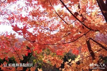 大連橫山北普陀主題文化公園-紅楓林照片