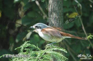 河南董寨國家級自然保護區-動物資源照片