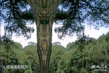 巴中南陽森林公園-植被照片