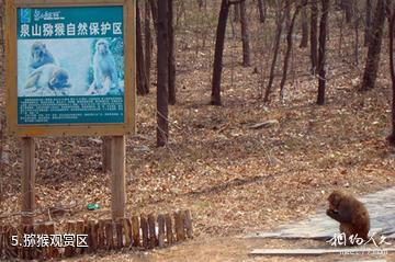 徐州泉山森林公园-猕猴观赏区照片