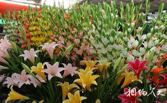 景德鎮中國瓷園旅遊攻略之花卉園藝市場