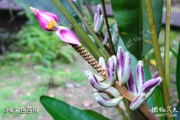 马来西亚姆禄国家公园-紫色芭蕉照片