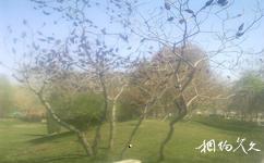 烏魯木齊植物園旅遊攻略之火炬樹