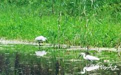 淄博天鹅湖国际慢城旅游攻略之鸟类栖息地