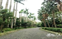 台北植物園旅遊攻略之棕櫚科