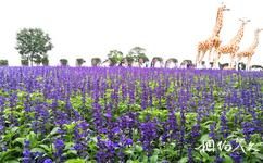 上海薰衣草公园旅游攻略之薰衣草