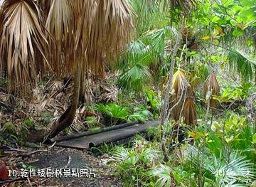 日本小笠原群島-乾性矮樹林照片