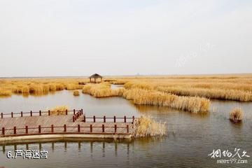 沧州南大港湿地景区-芦海迷宫照片