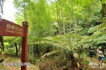 宜賓高縣勝天紅岩山旅遊景區-桫欏海照片