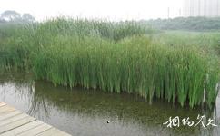 大连前关城市中央湿地公园旅游攻略之水草