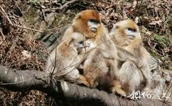 陝西周至國家級自然保護區旅遊攻略之金絲猴野外觀賞區