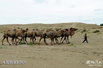 新疆圖開沙漠-駝群照片