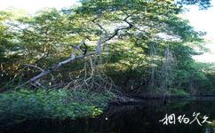 特多卡罗尼沼泽国家公园旅游攻略之红树林