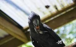 澳大利亚库兰达小镇旅游攻略之黑金刚鹦鹉