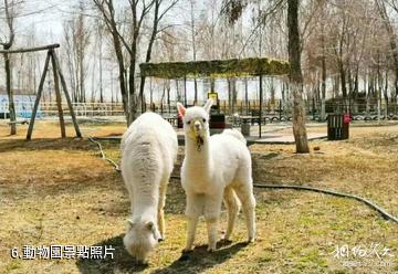 昌吉華興悠遊谷-動物園照片