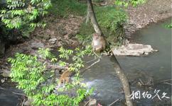 福州旗山国家森林公园旅游攻略之猕猴园