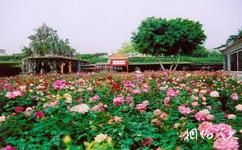 广州番禺宝墨园旅游攻略之玫瑰园