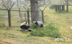 长沙生态动物园旅游攻略之大熊猫
