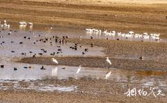 吉木薩爾北庭國家濕地公園旅遊攻略之鳥類