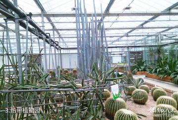 芜湖大浦乡村世界-热带植物园照片