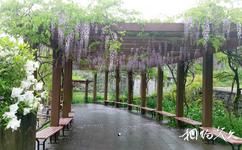 寧波綠野山莊旅遊攻略之紫藤長廊