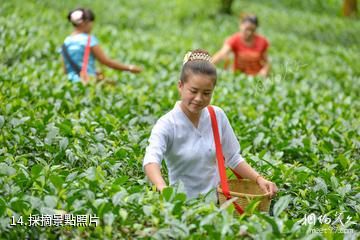 西雙版納大益莊園-採摘照片