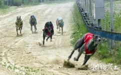 上海野生动物园旅游攻略之赛狗场