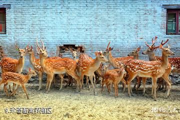 三河璞然生态园-珍奇畜禽养殖区照片