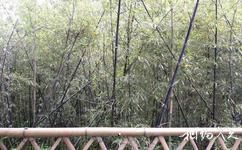 招宝山旅游旅游攻略之紫竹林