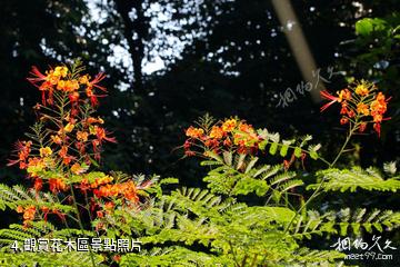 儋州海南熱帶植物園-觀賞花木區照片