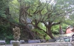 福建壶江岛旅游攻略之连理榕树