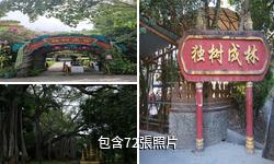 瑞麗獨樹成林風景區驢友相冊