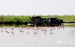 寧河七裏海國家濕地公園旅遊攻略之珍禽
