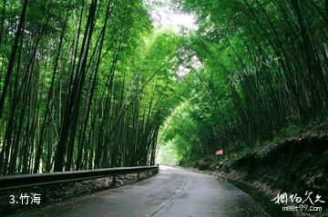 梁平百里竹海风景区-竹海照片