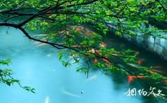 杭州胡雪岩故居旅遊攻略之池中游魚