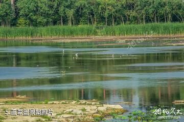 營丘白浪沙灘濕地公園-蘆葦盪照片