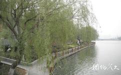 襄阳西门桥护城河旅游攻略之河畔柳