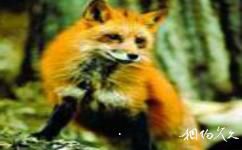 天津八仙山国家自然保护区旅游攻略之狐狸