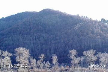 河北大海坨國家級自然保護區-樹木照片