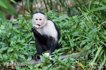 科伊瓦島國家公園-動物照片