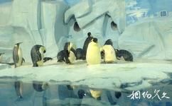天津海昌极地海洋世界旅游攻略之极地动物展区