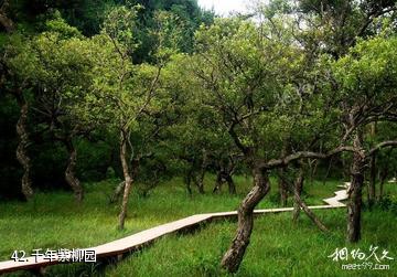 岳西妙道山风景区-千年紫柳园照片