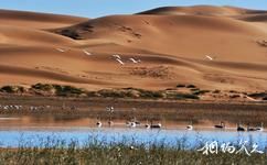 中卫腾格里沙漠湿地·金沙岛旅游攻略之湿地