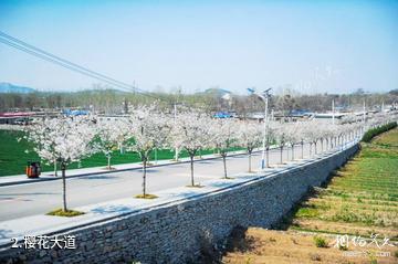 济南平阴花开百世旅游景区-樱花大道照片