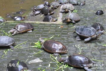 马来西亚怡保市-海龟池照片
