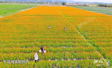 三亞水稻國家公園-花海照片